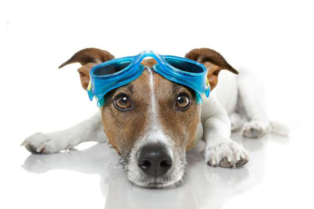Hydrotherapy For Dogs & Cats